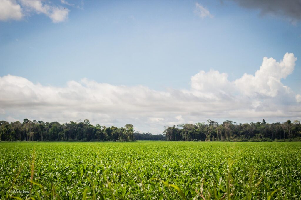 Jagung yang ditanam dalam sistem tumpang sari dengan kedelai di Dataran Tinggi Santareno, Santarém, Pará, Brazil. Foto oleh: Rafaella Sena.