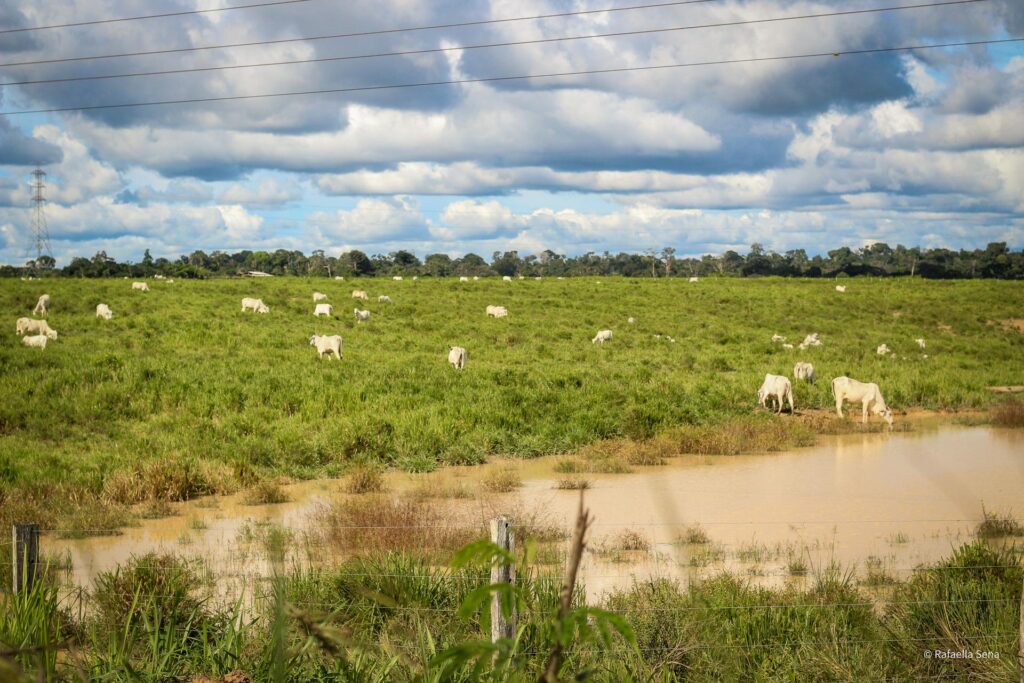 Peternakan sapi di Wilayah Tapajós, Santarém, Brazil. Foto oleh: Rafaella Sena.