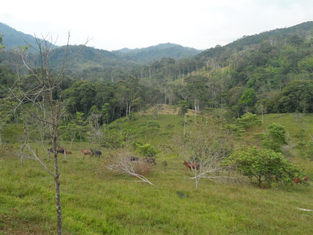 Peternakan di Putumayo, Kolombia. Foto oleh: Barbara Schröter.